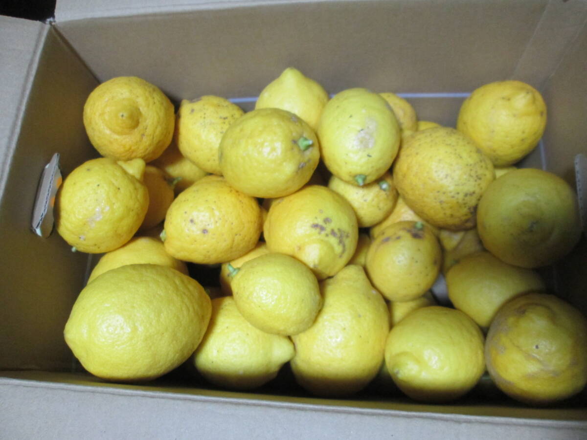 ＜無農薬＞和歌山産 大粒レモン （キロ売りの画像1