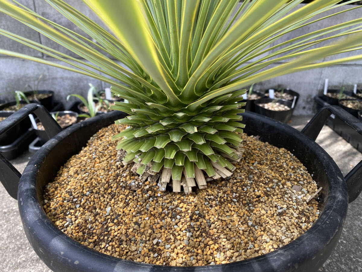  carefuly selected beautiful stock yucca Lost la-ta selection . goods kind sapphire Sky z domestic real raw stock Yucca Rostrata \'sapphire skies\' 01