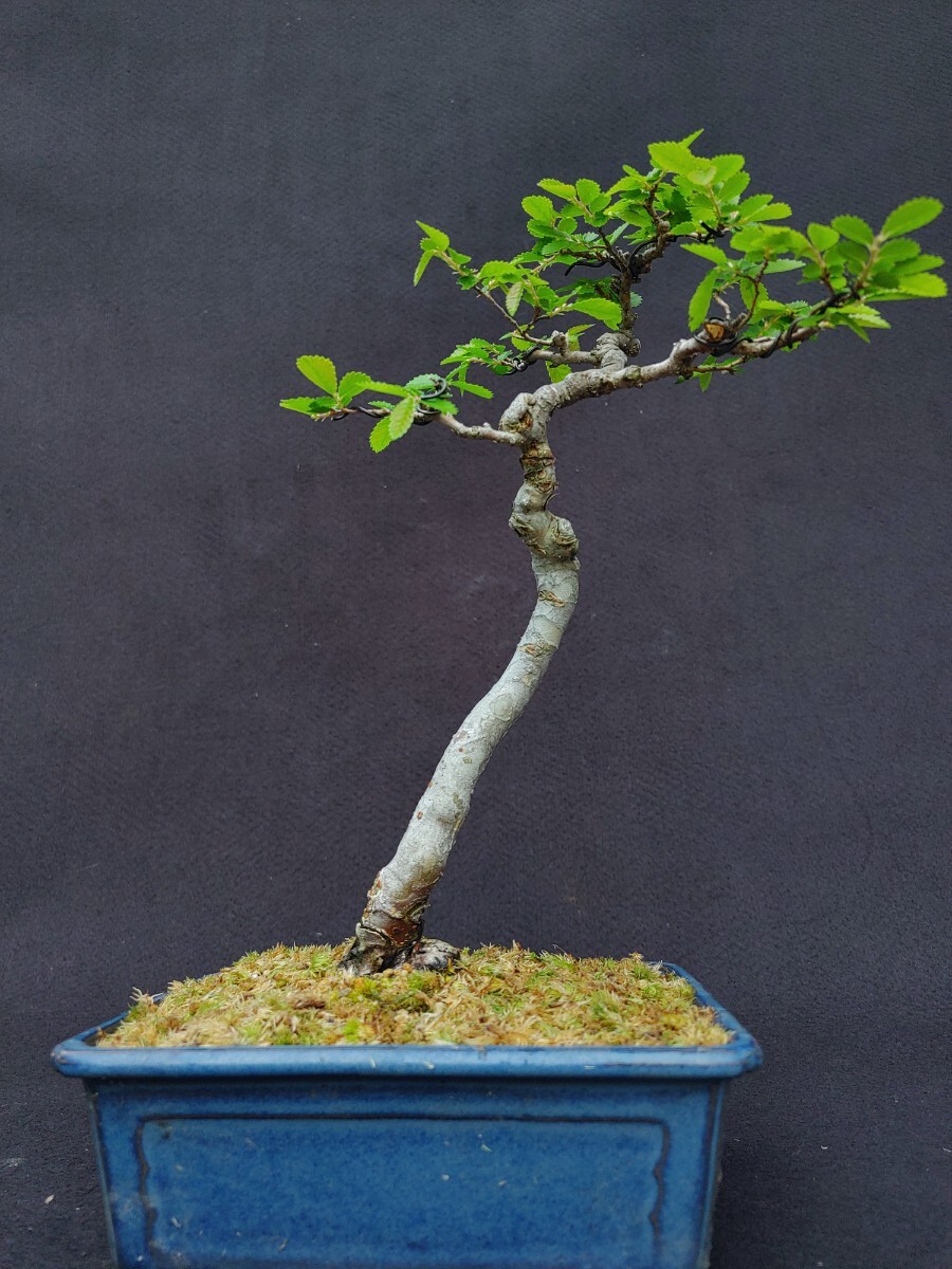 [ bonsai. chikala] zelkova Kanto from west is postage 1300 jpy height of tree 20 centimeter writing person . shape 