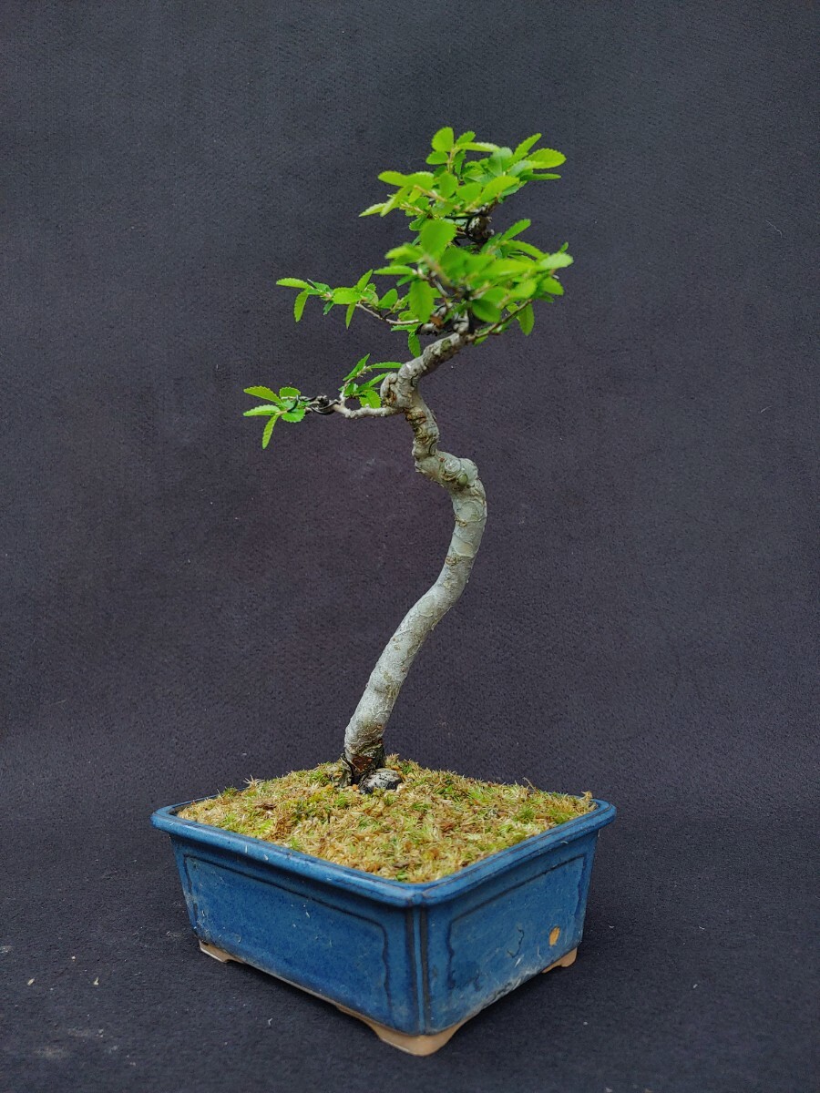 [ bonsai. chikala] zelkova Kanto from west is postage 1300 jpy height of tree 20 centimeter writing person . shape 