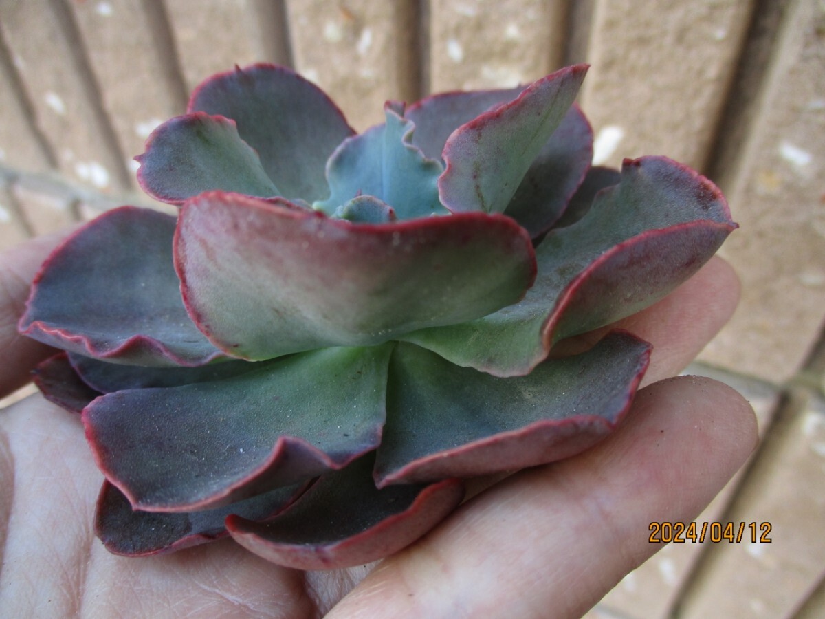 プリンセスパール カット苗 エケベリア シャビアナ 多肉植物 観葉植物の画像2