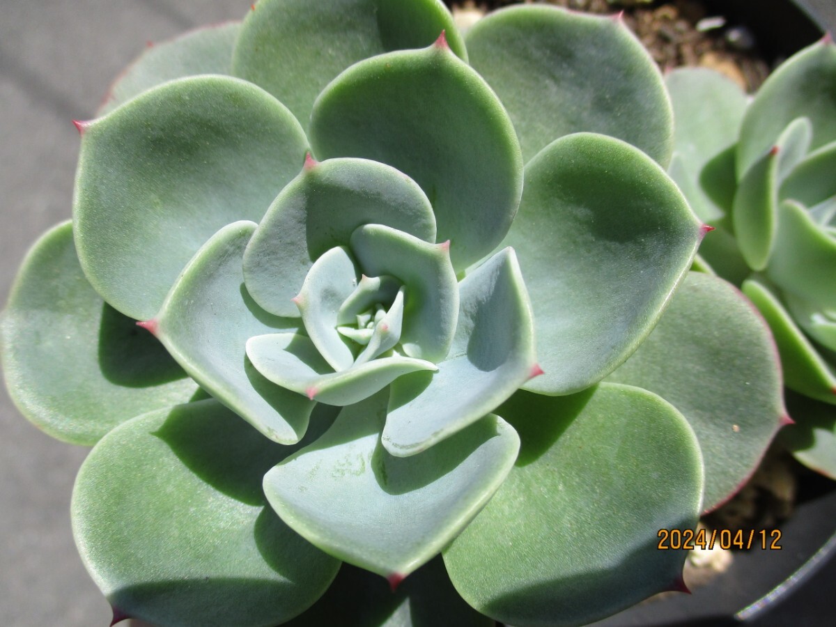 七福神 抜き苗 2苗 エケベリア 多肉植物 観葉植物_画像3