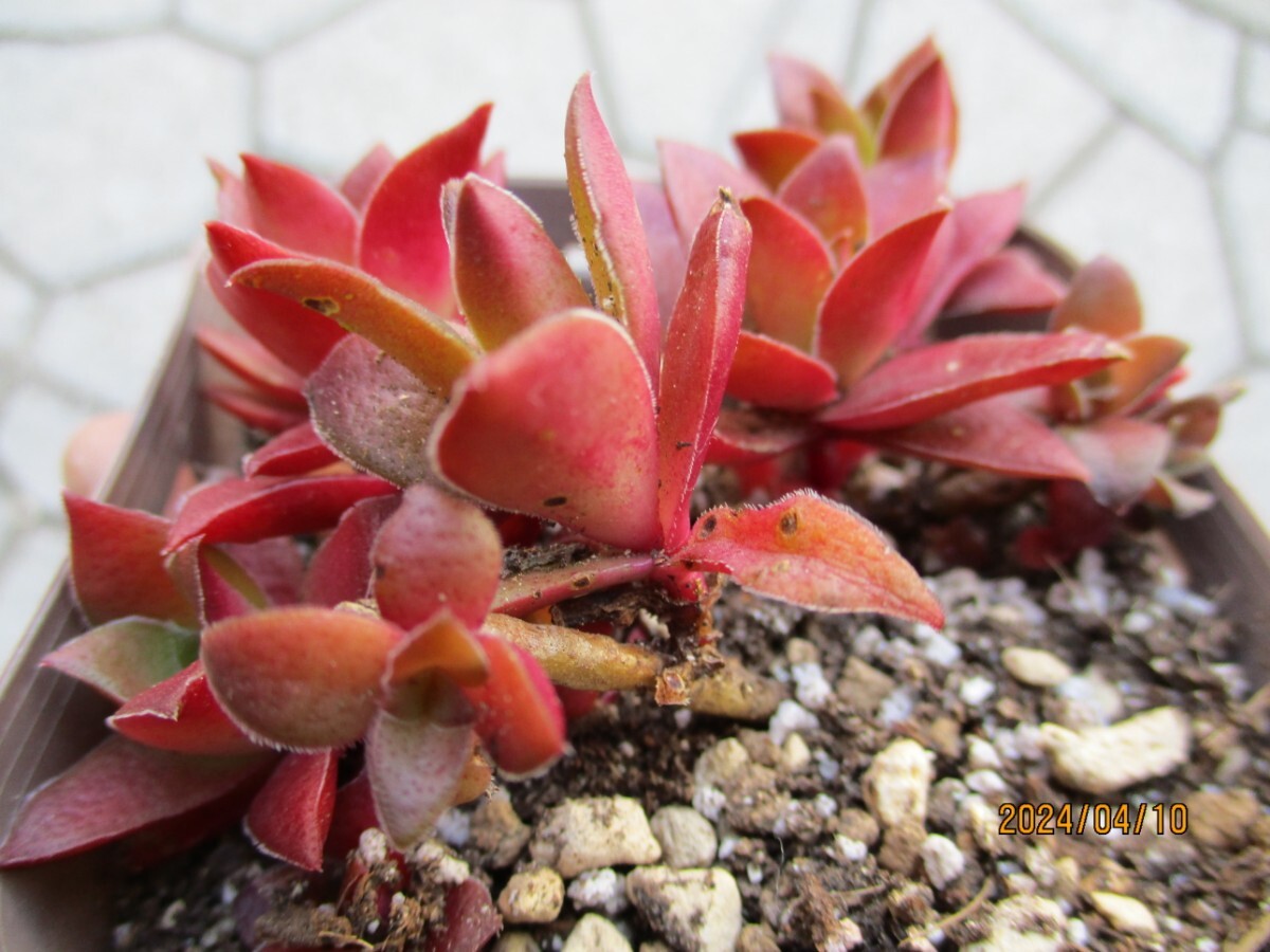 紅葉祭 抜き苗 クラッスラ ポット内全て 多肉植物 観葉植物 の画像4