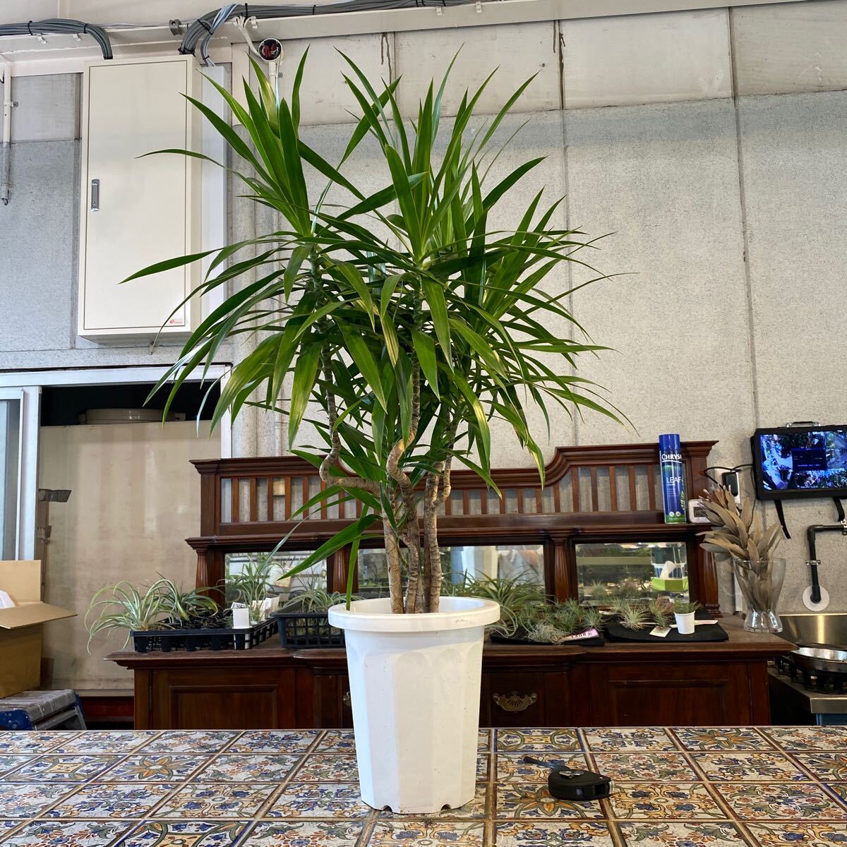 ドラセナ ナビー 8号 希少種 観葉植物 鉢底から約100cm 4月7日撮影現品 豊中市より出品の画像1