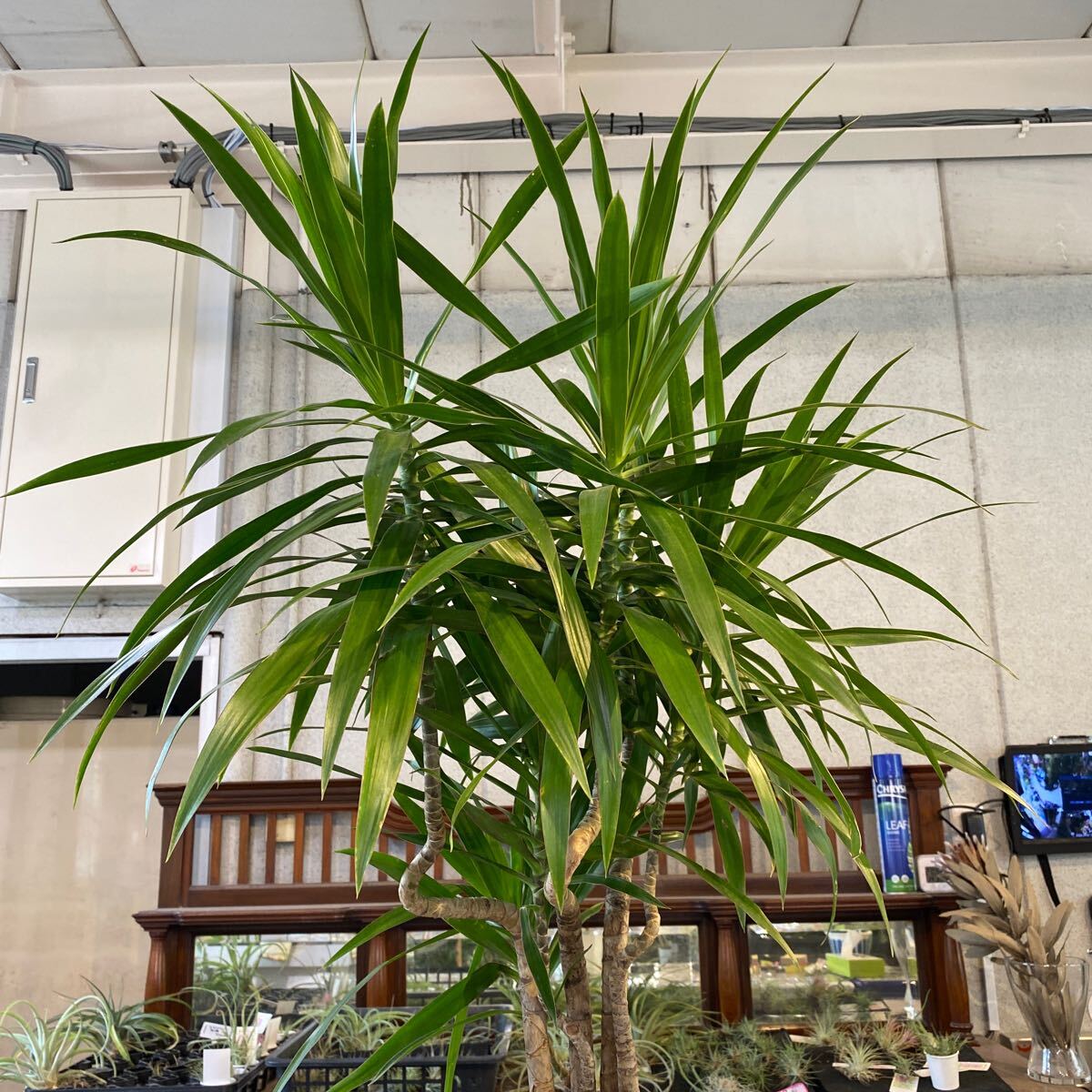 ドラセナ ナビー 8号 希少種 観葉植物 鉢底から約100cm 4月7日撮影現品 豊中市より出品の画像2