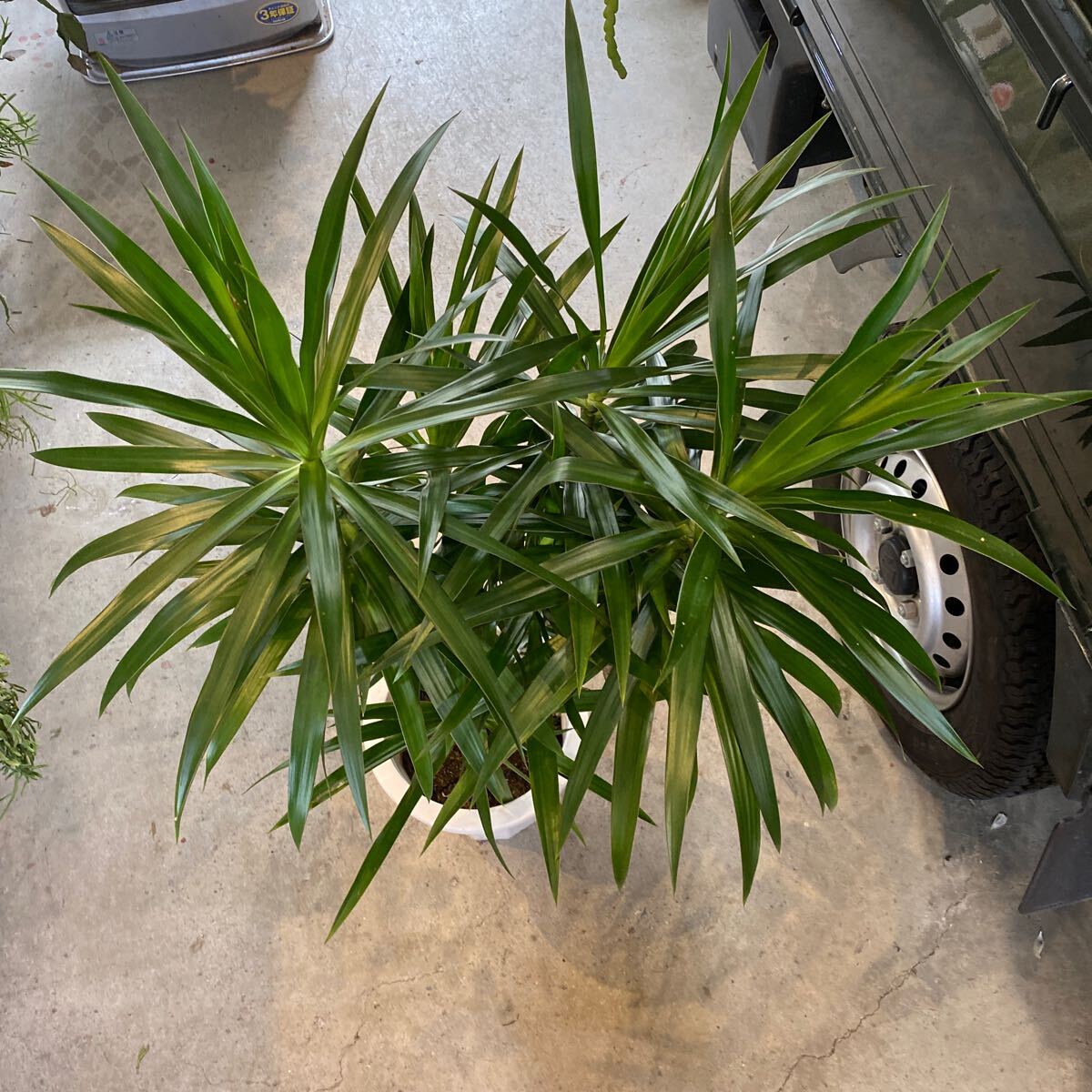 ドラセナ ナビー 8号 希少種 観葉植物 鉢底から約100cm 4月7日撮影現品 豊中市より出品の画像10