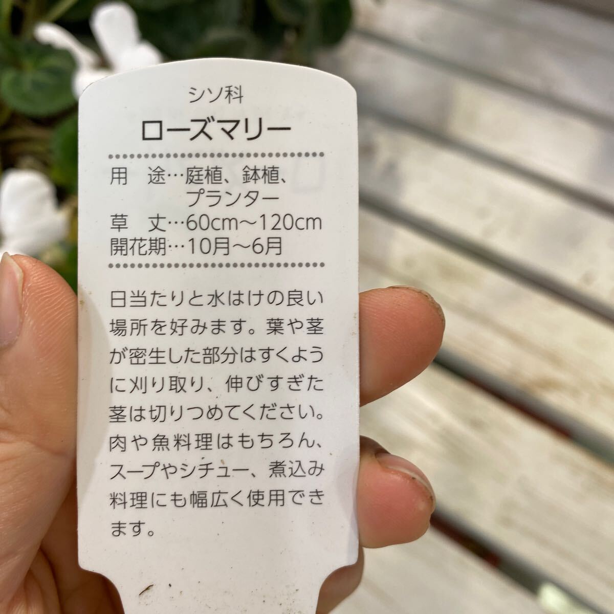 ローズマリー② 5号 鉢底から約43cm 4月17日撮影 豊中市より出品 1鉢の価格です 同梱発送歓迎の画像6