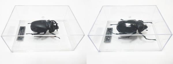 大量 カブトムシ クワガタ 模型 フィギュア 150個以上 まとめ 昆虫 虫 デアゴスティーニ ヘラクレスオオカブト パリーフタマタ ジャンク扱の画像7