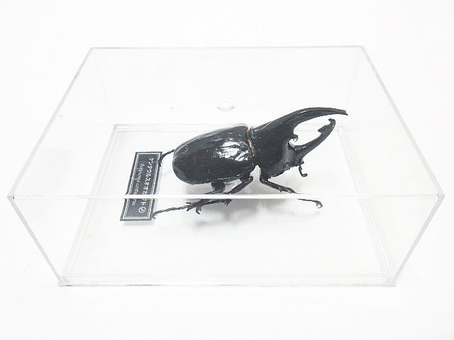 大量 カブトムシ クワガタ 模型 フィギュア 150個以上 まとめ 昆虫 虫 デアゴスティーニ ヘラクレスオオカブト パリーフタマタ ジャンク扱の画像5