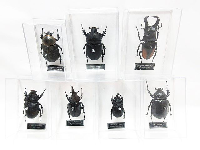 大量 カブトムシ クワガタ 模型 フィギュア 150個以上 まとめ 昆虫 虫 デアゴスティーニ ヘラクレスオオカブト パリーフタマタ ジャンク扱の画像2