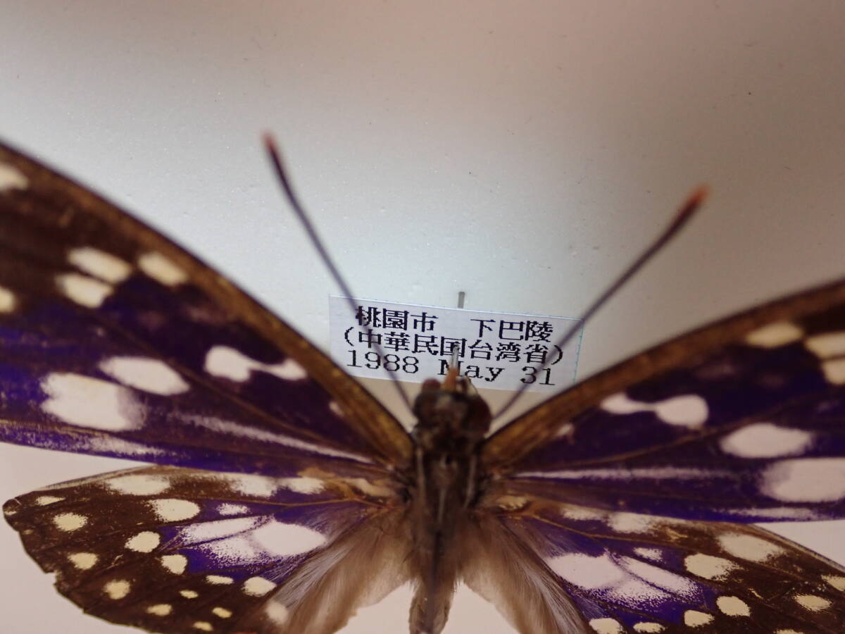 ** oo фиолетовый *② Taiwan иностранного производства бабочка вид образец бабочка вид бабочка образец бабочка butterfly образец бабочка вид образец образец насекомое насекомое .. образец 