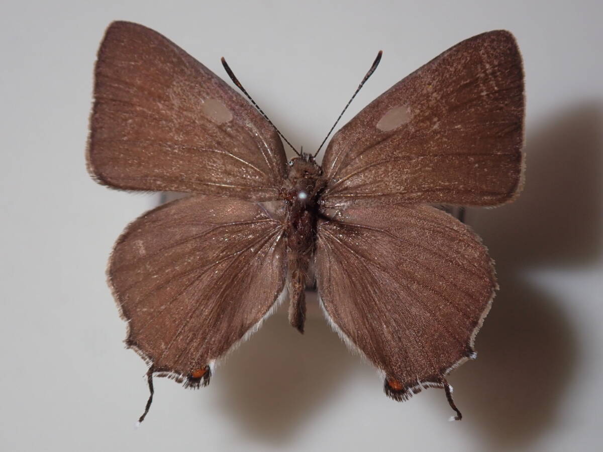 **m car kalas corbicula Taiwan . kind * Taiwan foreign product butterfly kind specimen butterfly kind butterfly specimen butterfly butterfly specimen butterfly kind specimen specimen insect insect .. specimen 