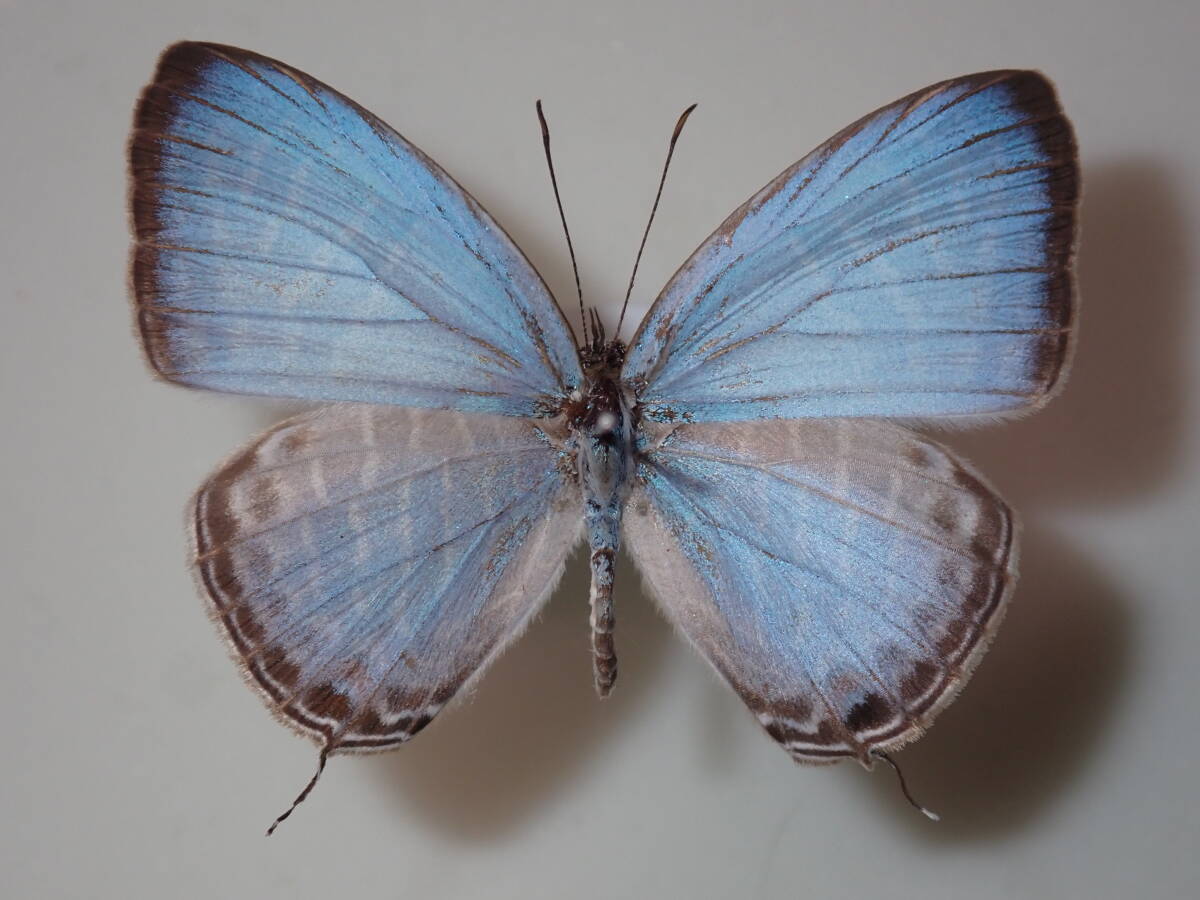 **si low la Nami корбикула * Taiwan иностранного производства бабочка вид образец бабочка вид бабочка образец бабочка butterfly образец бабочка вид образец образец насекомое насекомое .. образец 