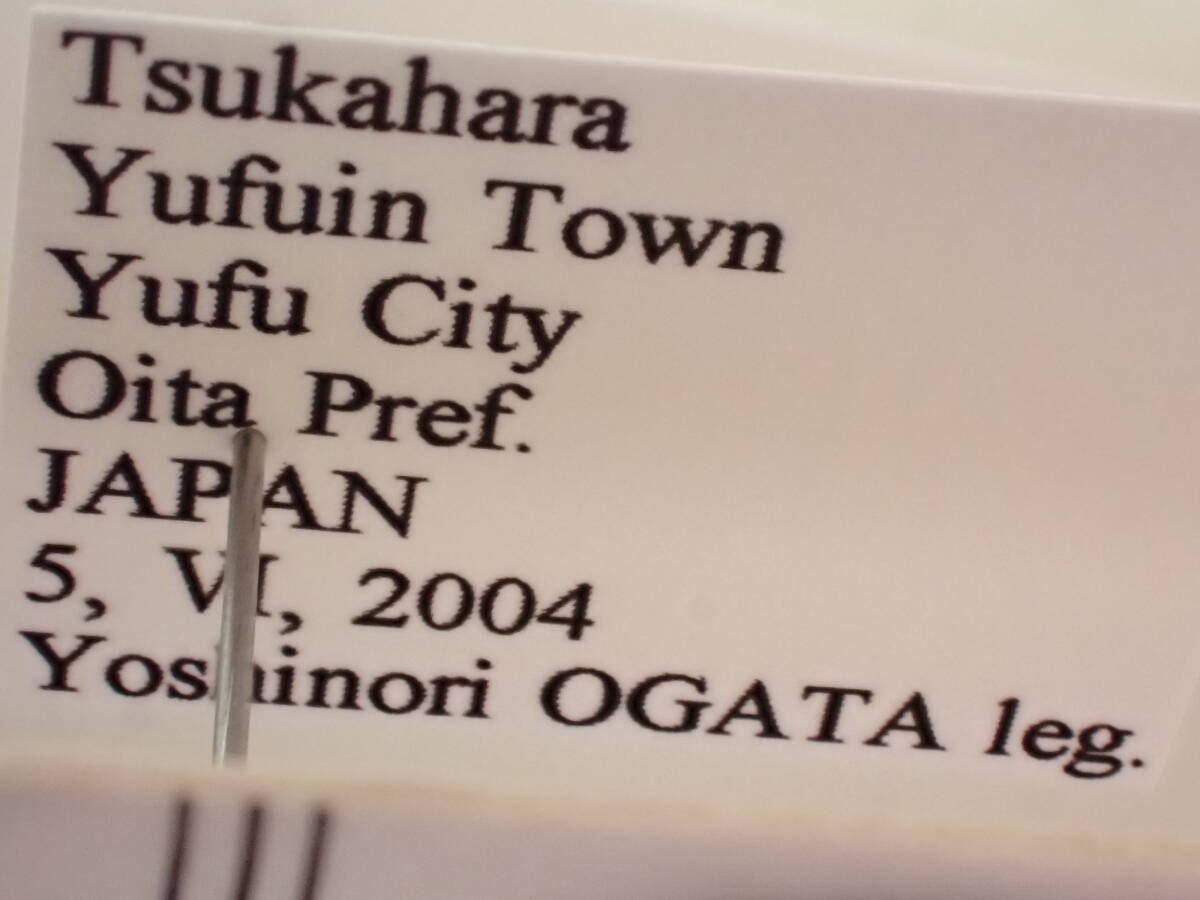 ●●サビナカボソタマムシ1ex. 大分県 国産 国産甲虫 日本産 日本産甲虫 甲虫 昆虫 虫 玉虫 タマムシ カミキリ クワガタ 学術標本 標本_画像8
