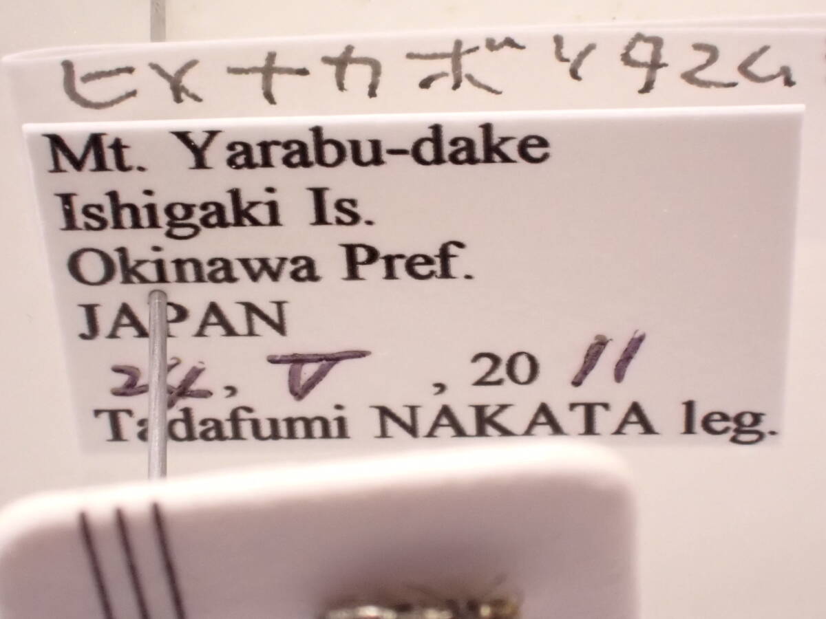 ●●ヒメナカボソタマムシ1ex. 石垣島 国産 国産甲虫 日本産 日本産甲虫 甲虫 昆虫 虫 玉虫 タマムシ カミキリ クワガタ 学術標本 標本の画像9