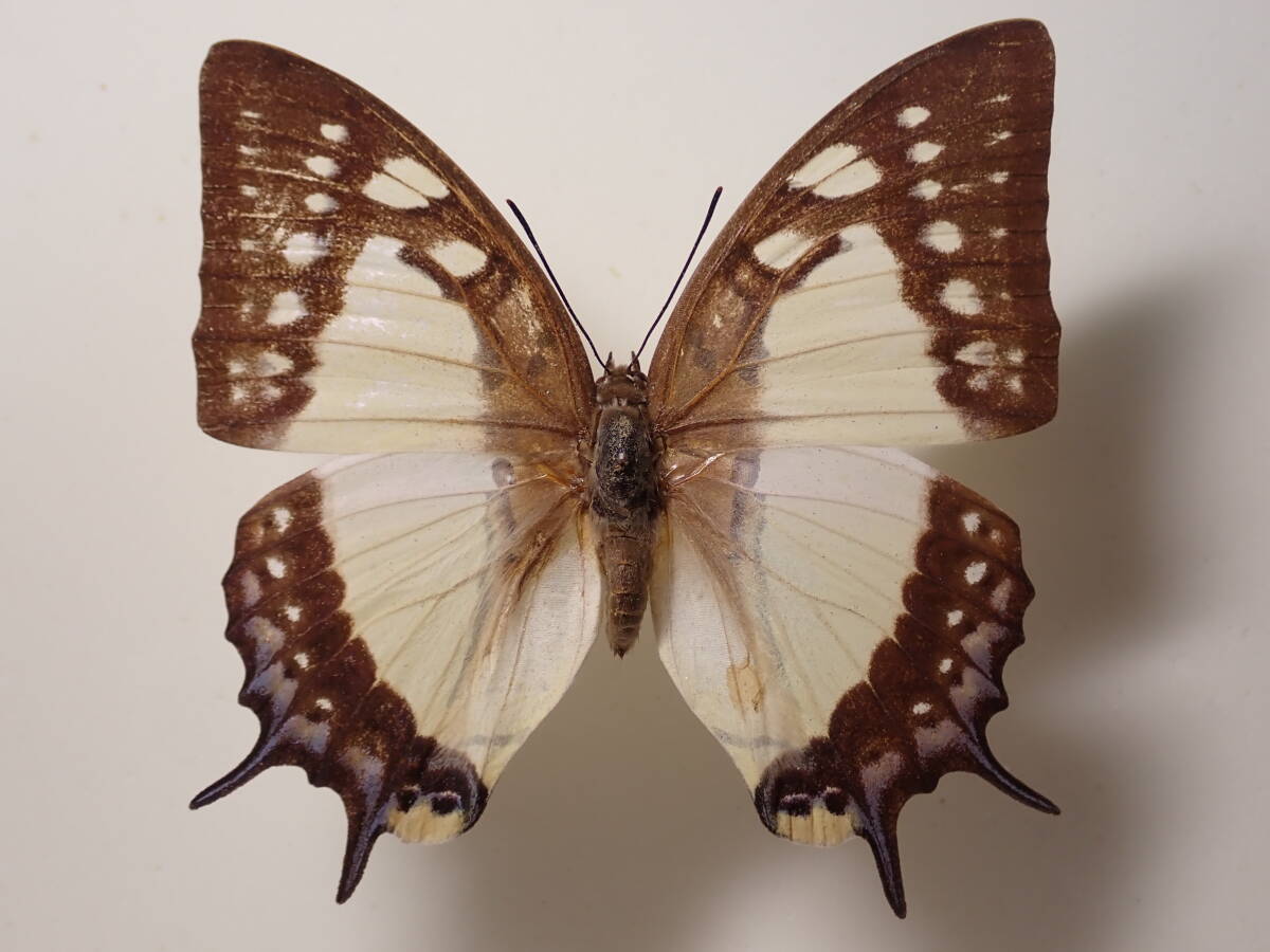 ** крышка ochou* Taiwan иностранного производства бабочка вид образец бабочка вид бабочка образец бабочка butterfly образец бабочка вид образец образец насекомое насекомое .. образец 