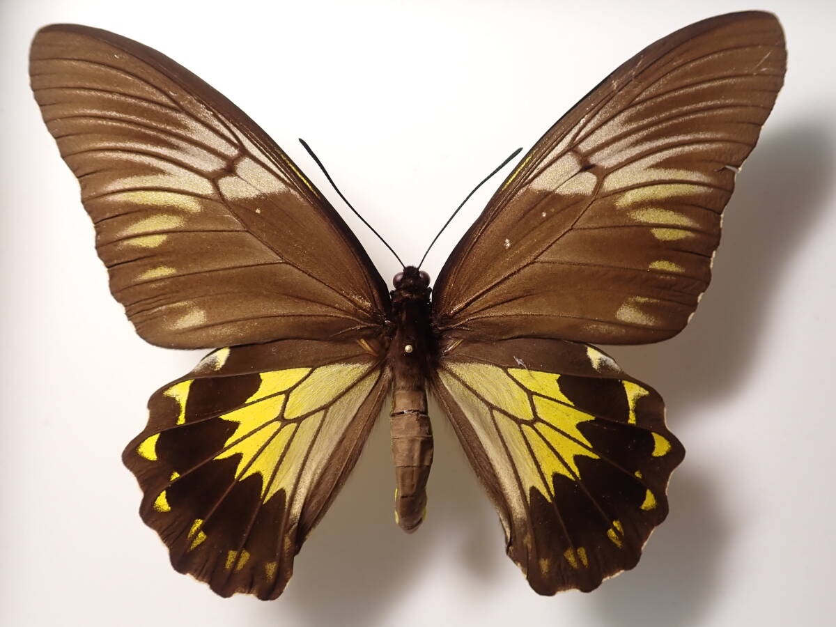 **k ржавчина monki внизу age - * Java остров иностранного производства бабочка вид образец бабочка вид бабочка образец бабочка butterfly образец бабочка вид образец образец насекомое насекомое .. образец 