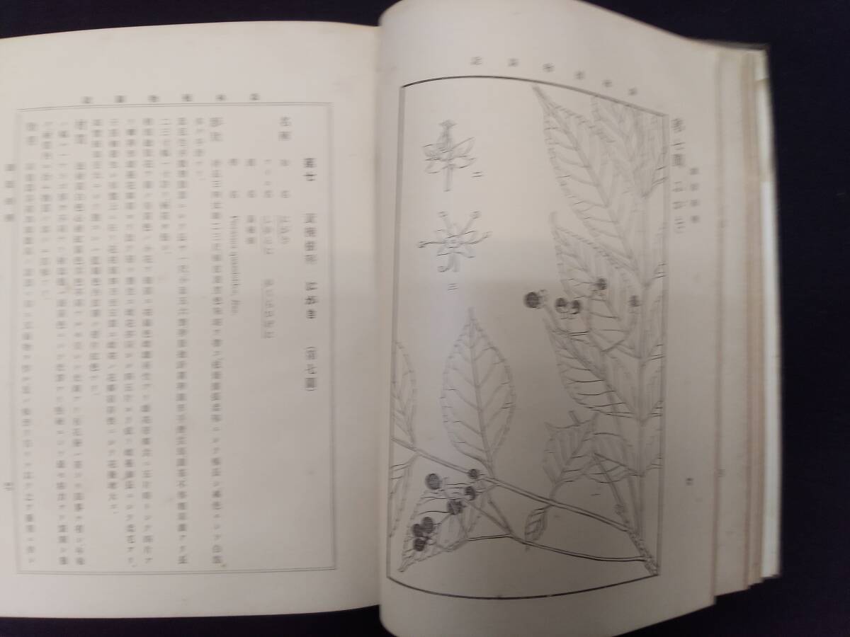 「北海道森林植物図説」　北海道庁蔵版　明治３５年　貴重書_画像2