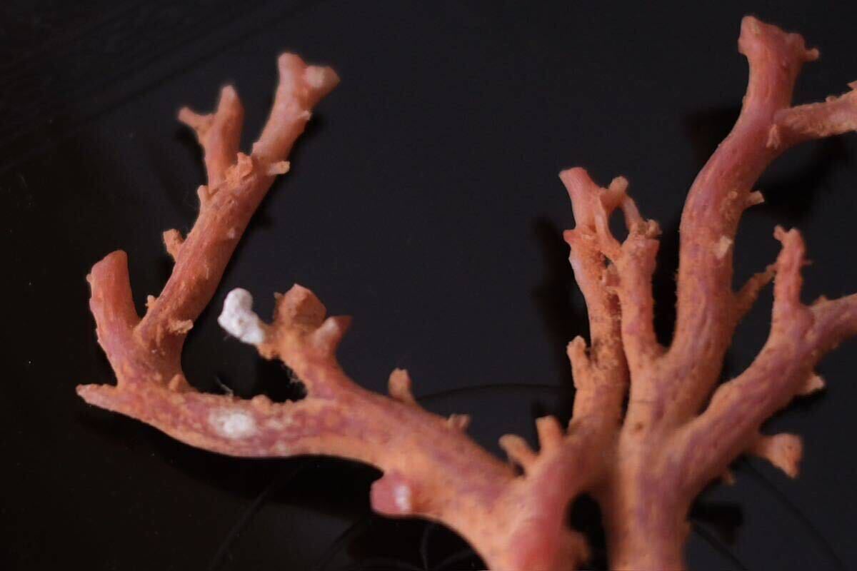 【古芙庵】珊瑚 桃色珊瑚 珊瑚原木 枝珊瑚置物 時代物 古道具 アンティークの画像6