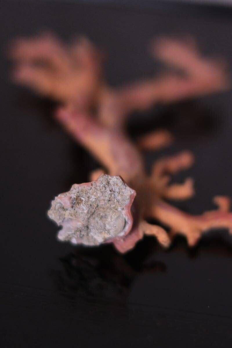 【古芙庵】珊瑚 桃色珊瑚 珊瑚原木 枝珊瑚置物 時代物 古道具 アンティークの画像8