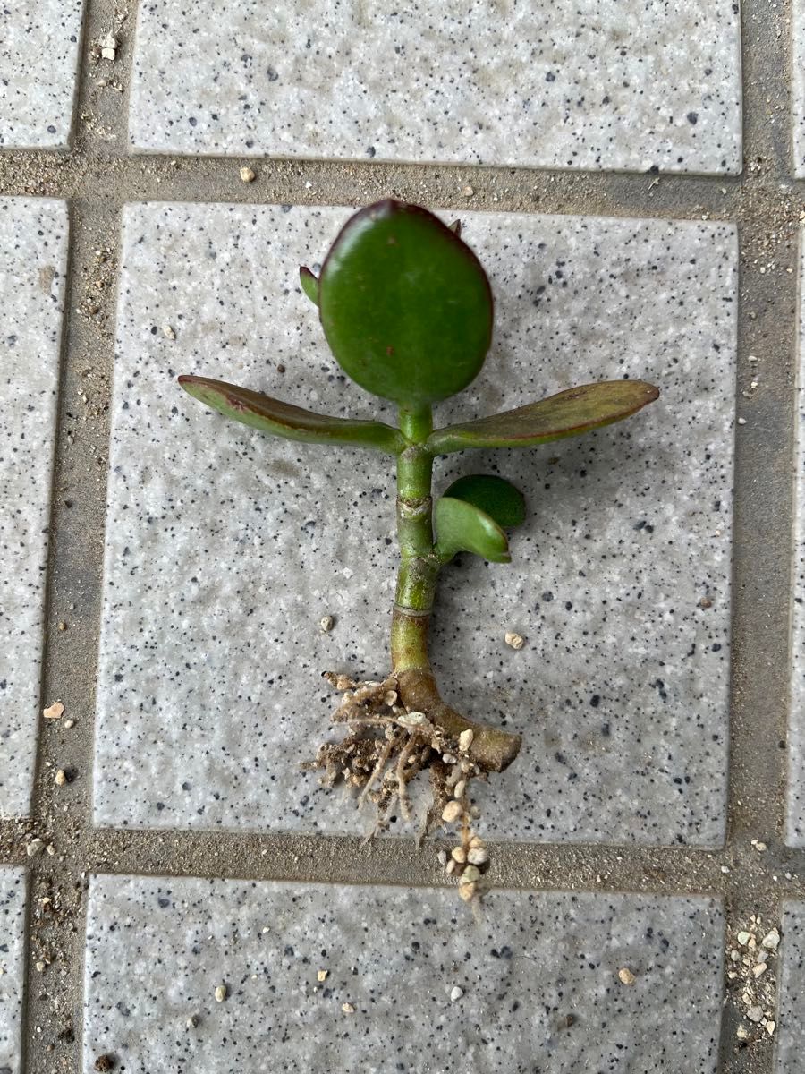 金のなる木　桜花月　根付き苗　多肉植物　クラッスラ　ベンケイソウ