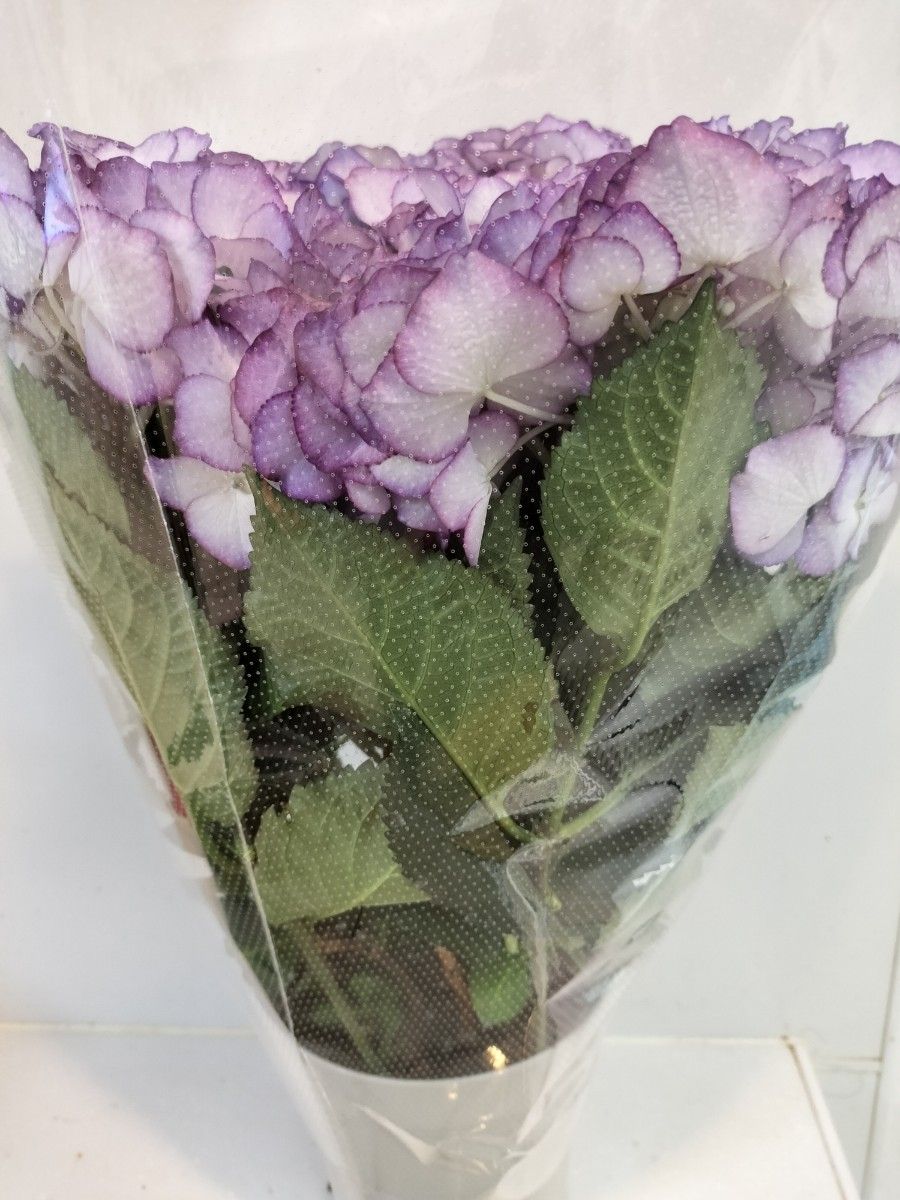 紫陽花 アジサイ開花株　 花の苗　アデュラ　アナベル　季節の花　レア　母の日