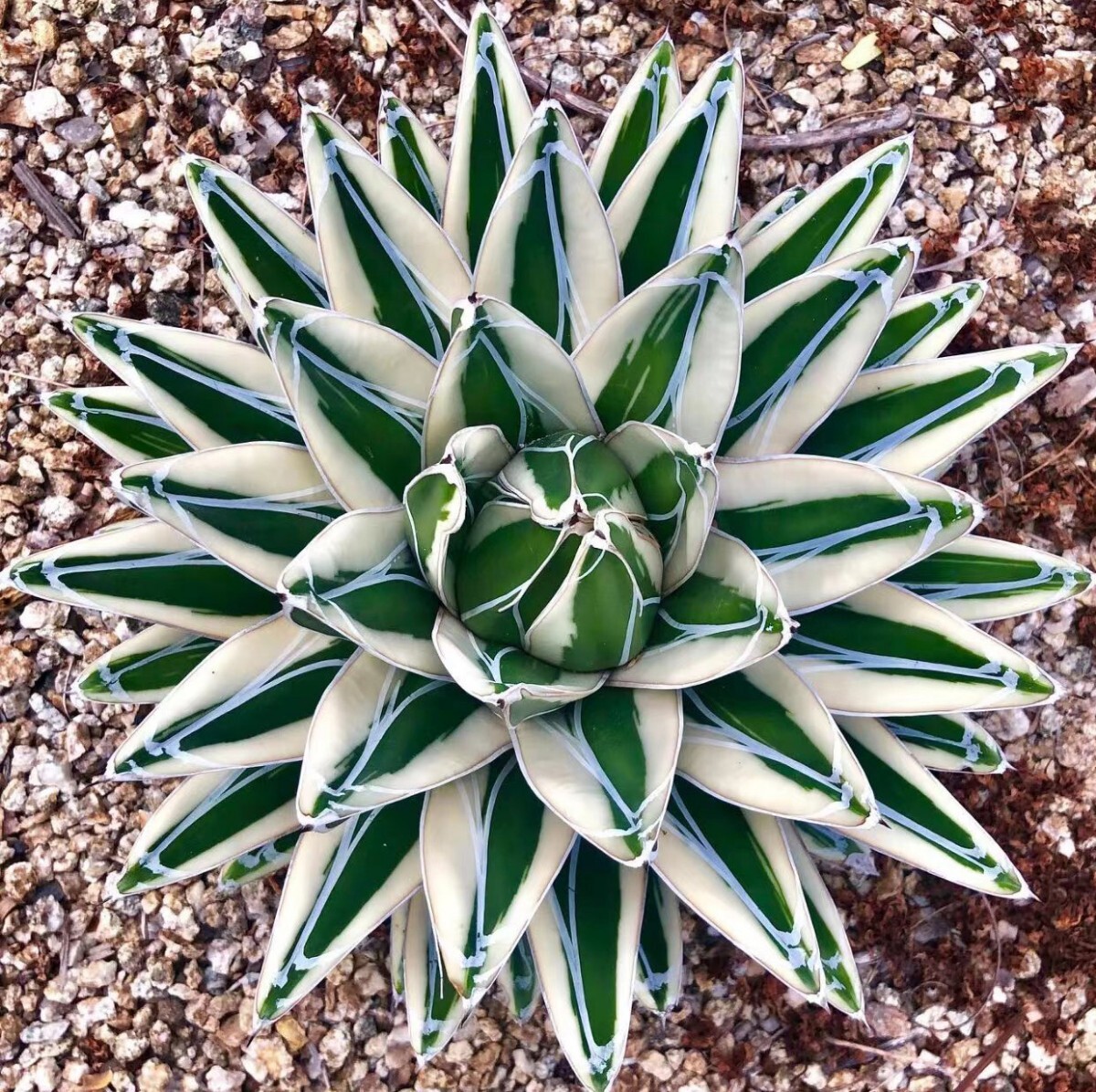 G9多肉植物 アガベ 氷山 良株の画像1