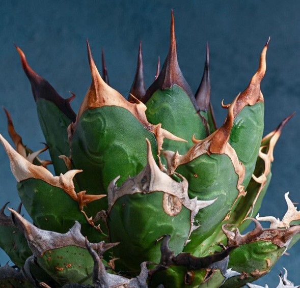 P958多肉植物アガベ チタノタ Agave titanota ‘鯊魚剣’ 強棘 狂刺 子株_画像1