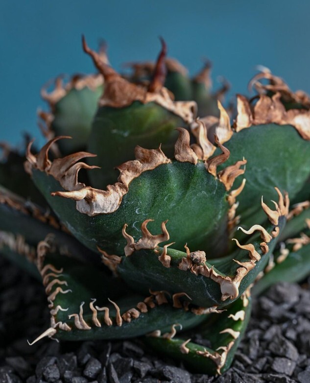 BJ266 多肉植物 チタノタ アガベAgave titanota ‘金狼’の画像1