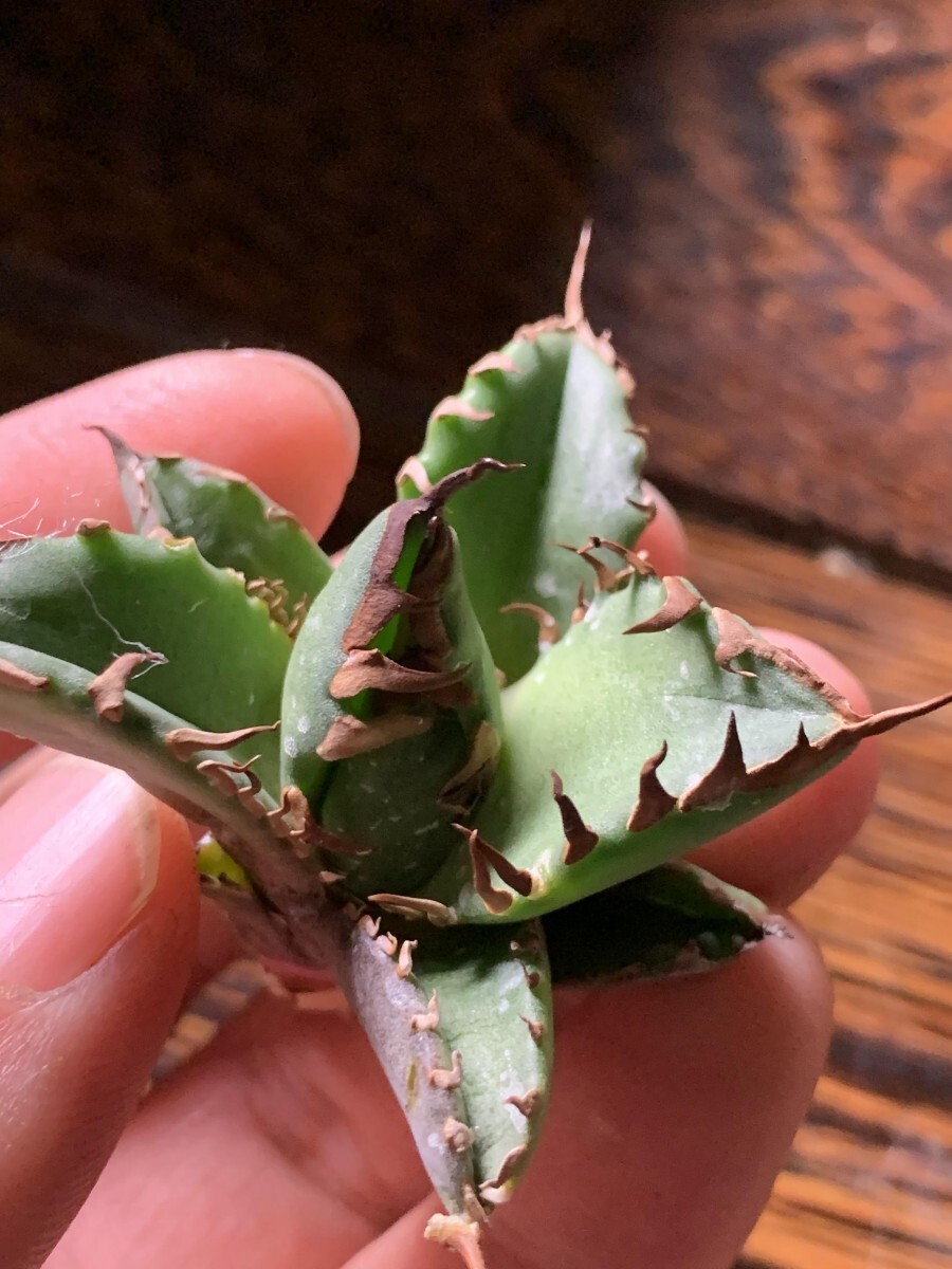 X268多肉植物アガベ チタノタ Agave titanota ‘烈’ インドネシア 子株の画像4