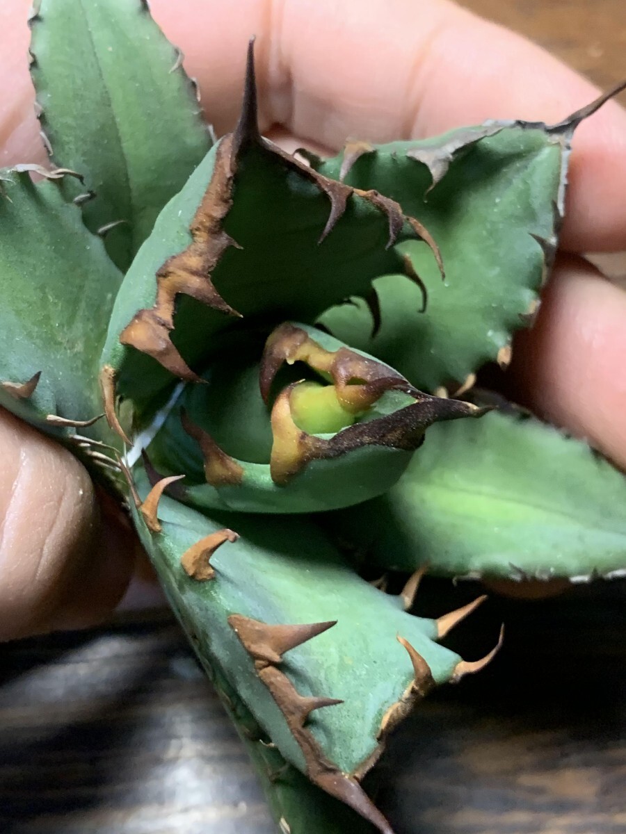 P991多肉植物アガベ チタノタ Agave titanota ‘鯊魚剣’ 強棘 狂刺 子株_画像2