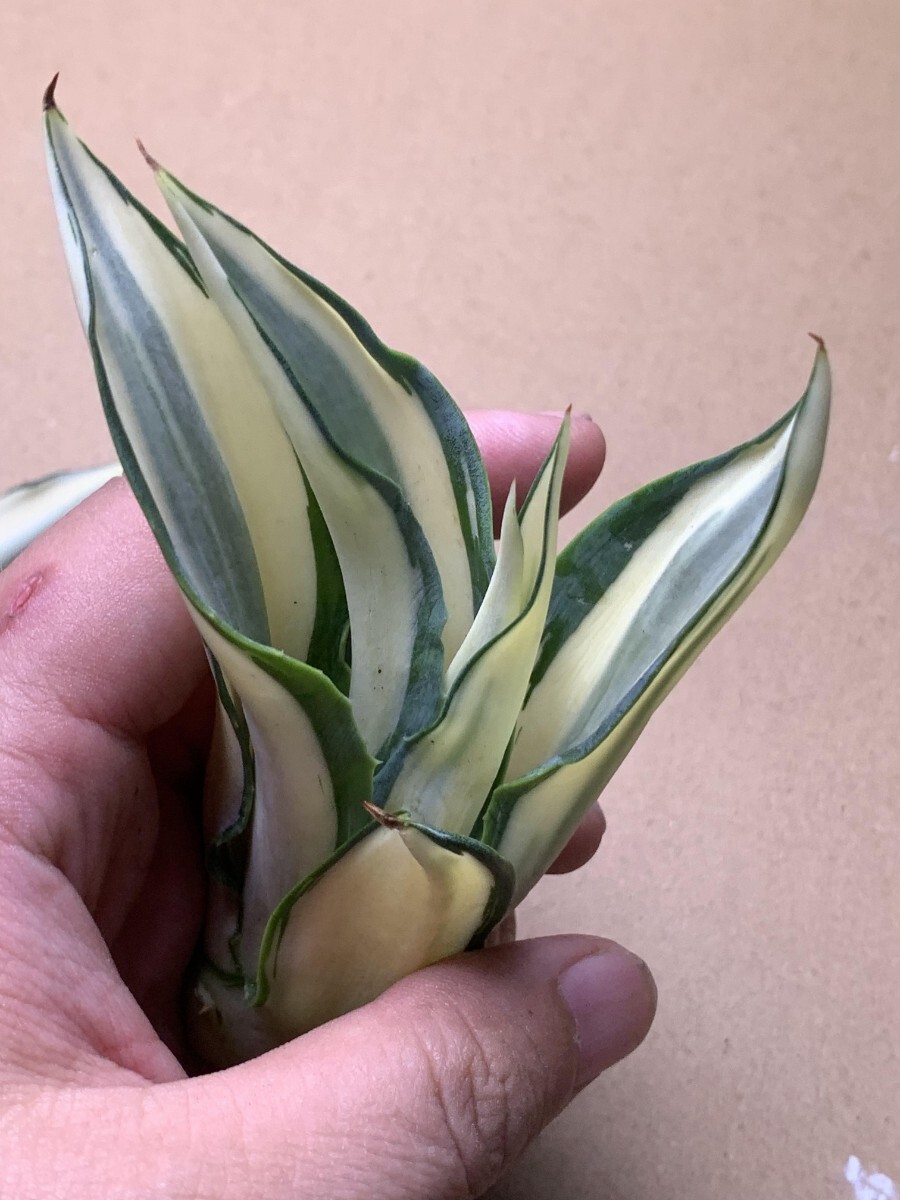 1 新品希少アガベ 観賞植物 agave dismetiana 錦 美株2つセット_画像2