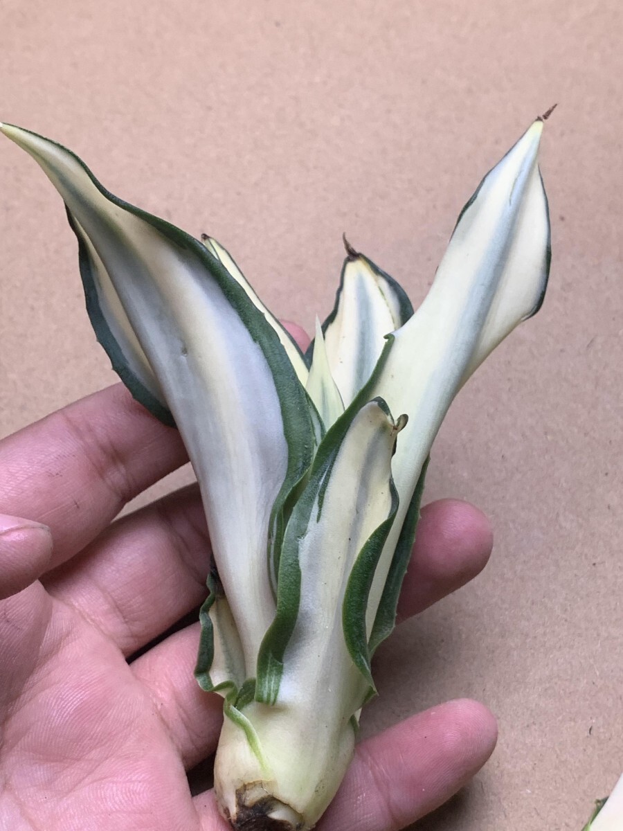 2 新品希少アガベ 観賞植物 agave dismetiana 錦 美株2つセットの画像5