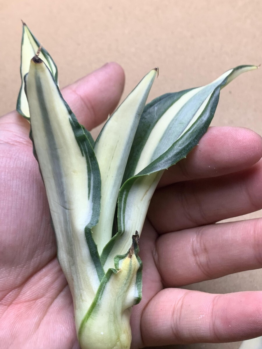 新品希少アガベ 観賞植物 agave dismetiana 錦 美株 2つセットの画像3