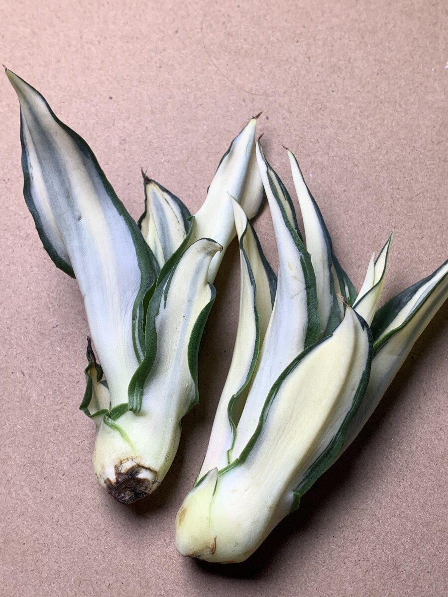 新品希少アガベ 観賞植物 agave dismetiana 錦 美株 2つセット_画像4