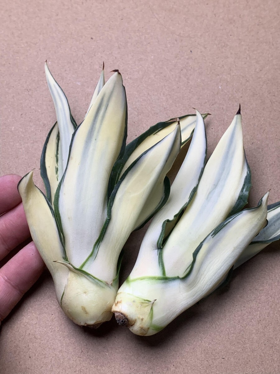 2 新品希少アガベ 観賞植物 agave dismetiana 錦 美株 2つセット_画像7