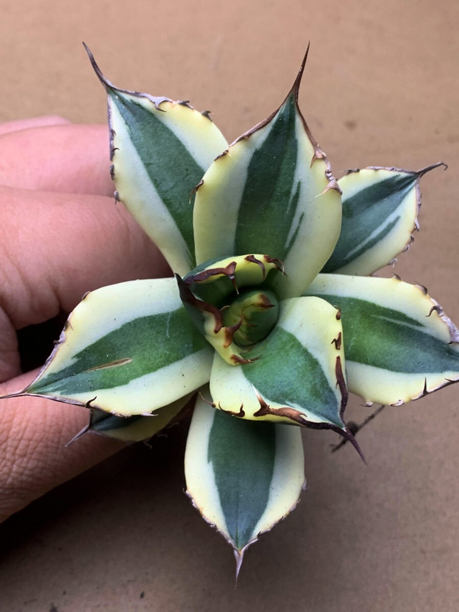 BB153 succulent plant agave chitanotasnagru toe s