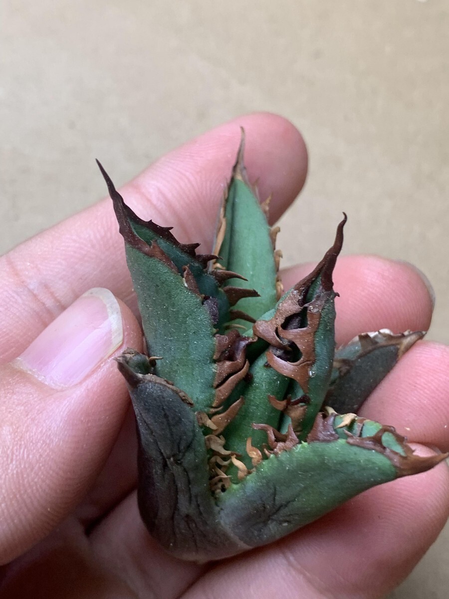 BJ242多肉植物 アガベ チタノタ Agave titanota麻花龍の画像5