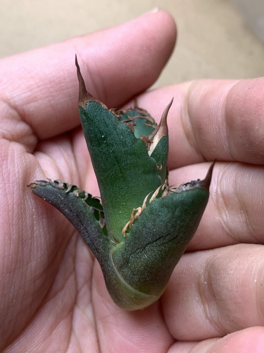 BJ257多肉植物 アガベ チタノタAgave titanota ‘烈_画像3