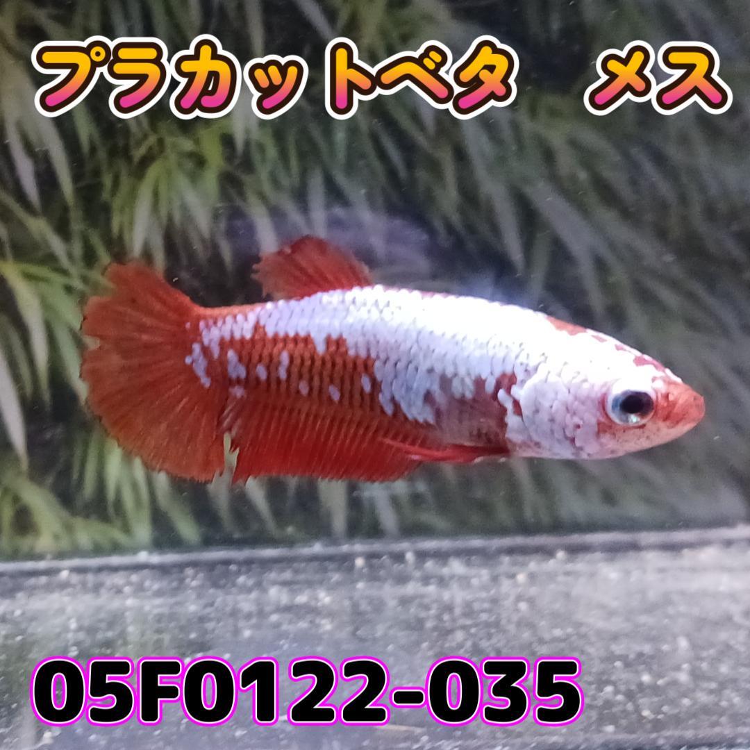 ベタ　プラカット　メス　05F0122-035　高知熱帯魚サービス　熱帯魚　生体_画像2