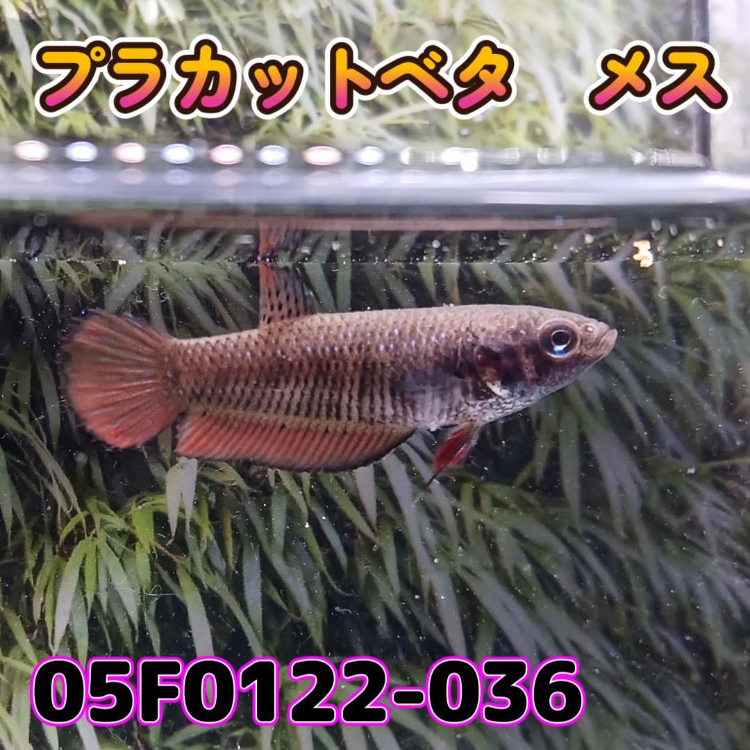 ベタ　プラカット　メス　05F0122-036　高知熱帯魚サービス　熱帯魚　生体_画像2