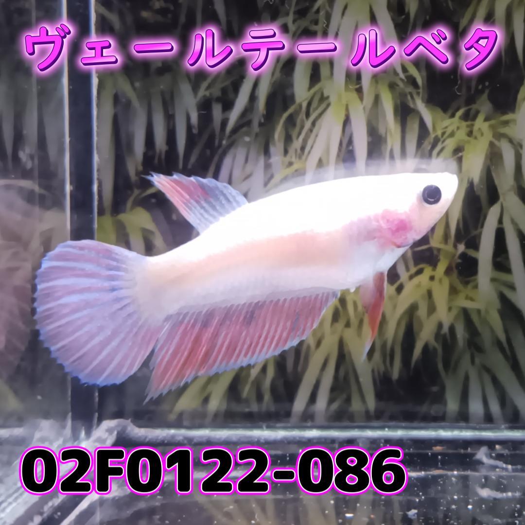 ベタ　ベールテール　メス　02F0122-086　トラディショナル　熱帯魚　生体_画像3