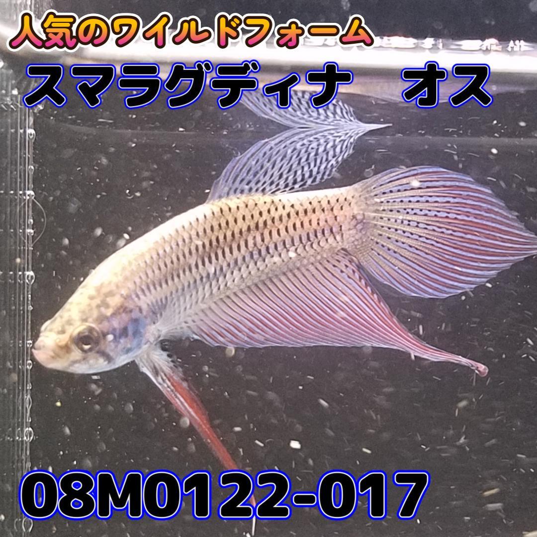 【売尽しSALE】 ベタ　ワイルド　オス　スマラグディナ　08M0122-017　 熱帯魚　生体 4980→3980_画像1