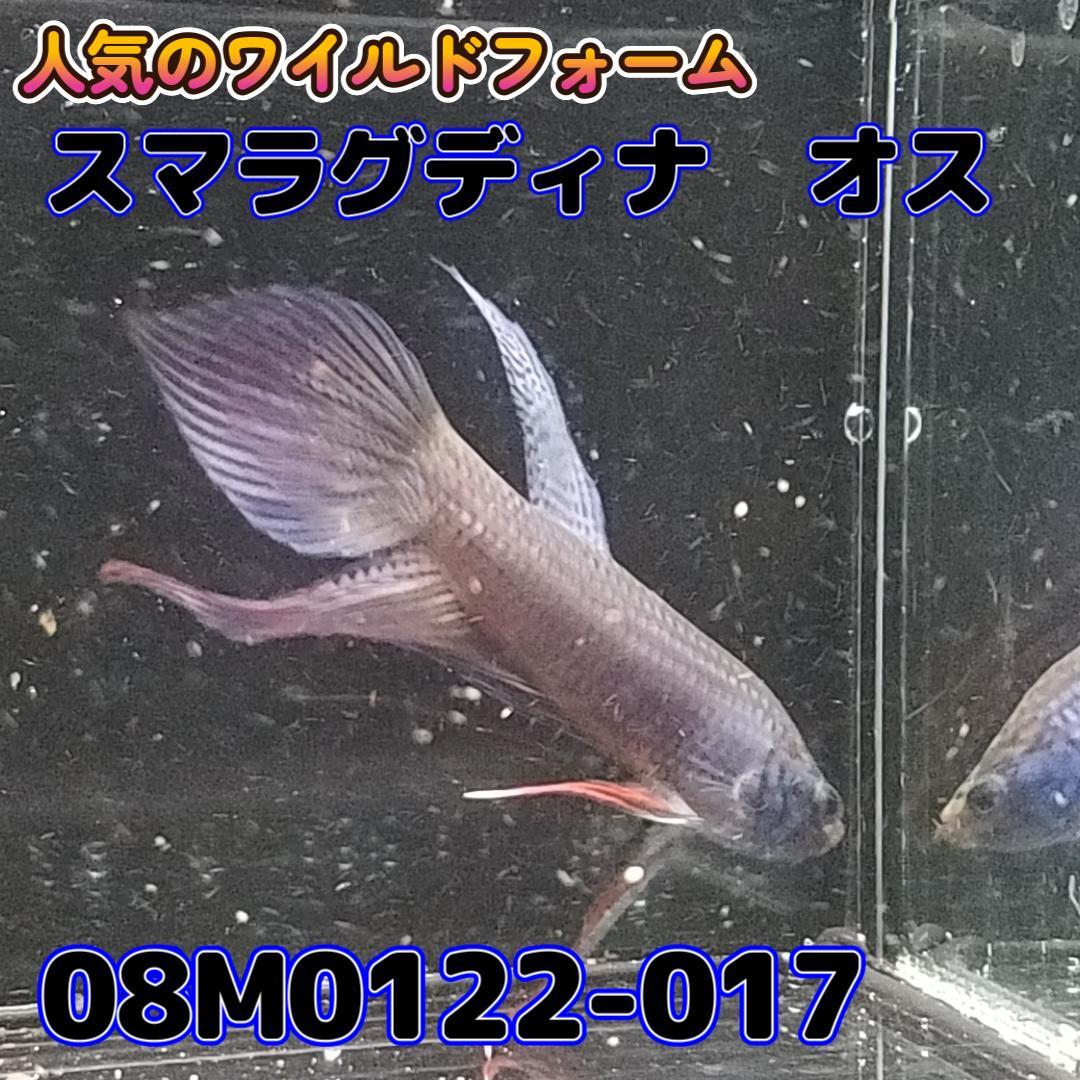 【売尽しSALE】 ベタ　ワイルド　オス　スマラグディナ　08M0122-017　 熱帯魚　生体 4980→3980_画像4