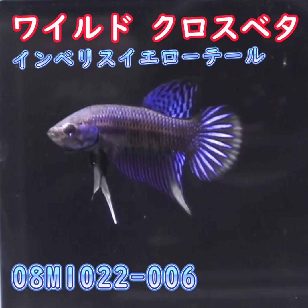 【売尽しSALE】 ベタ　ワイルド　オス　インベリスマスタード　08M1022-006　熱帯魚　生体　4980→2980_画像3