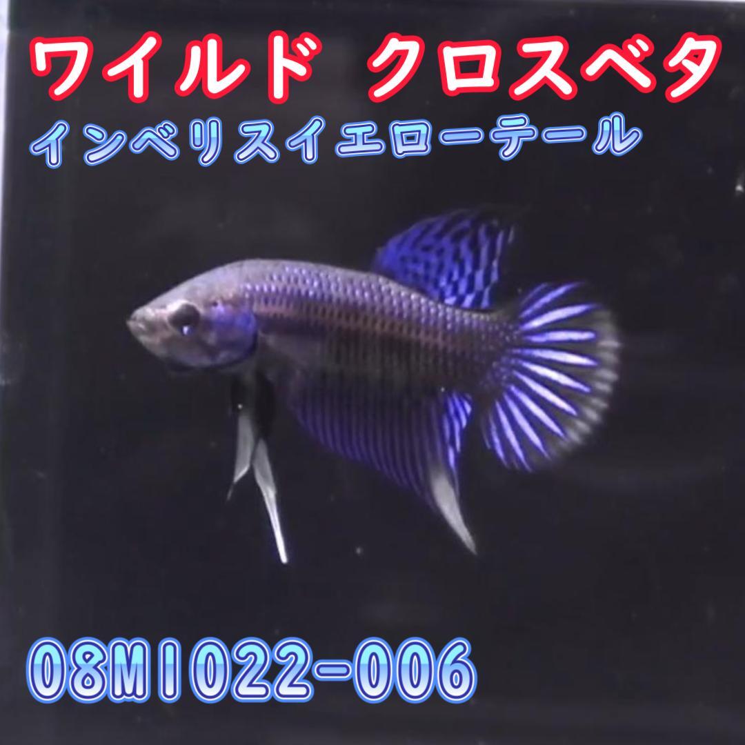 【売尽しSALE】 ベタ　ワイルド　オス　インベリスマスタード　08M1022-006　熱帯魚　生体　4980→2980_画像1