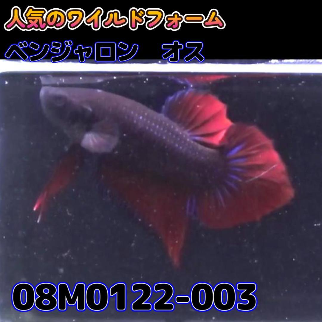 【売尽しSALE】 ベタ　ワイルド　オス　ベンジャロン　08M0122-003　 熱帯魚　生体 4980→3980_画像3