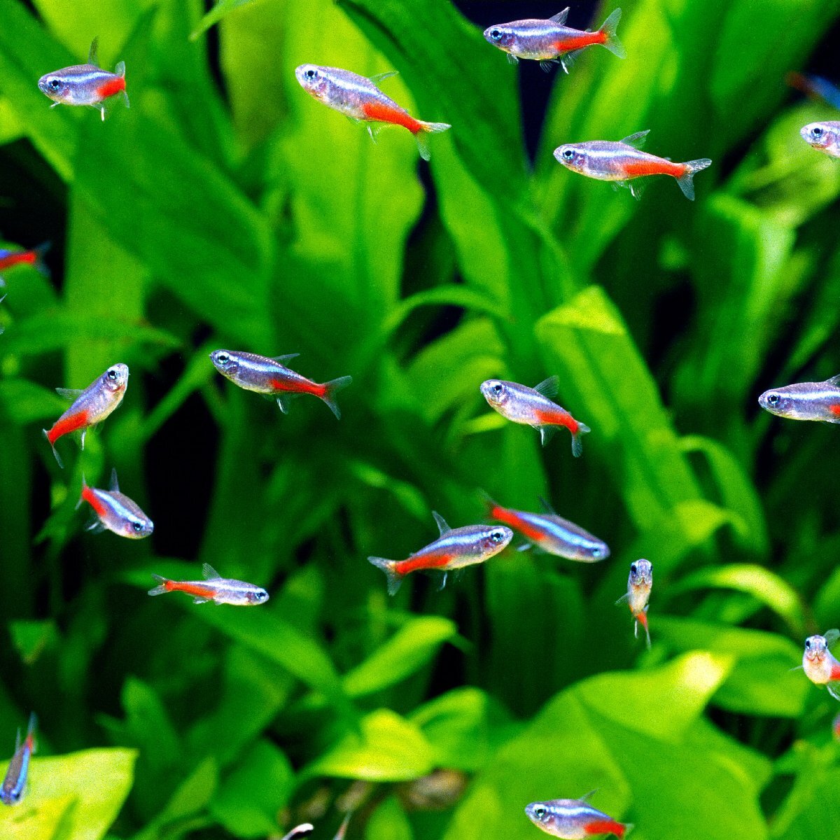  tropical fish neon Tetra S-M size 5 pcs male / female designation un- possible 