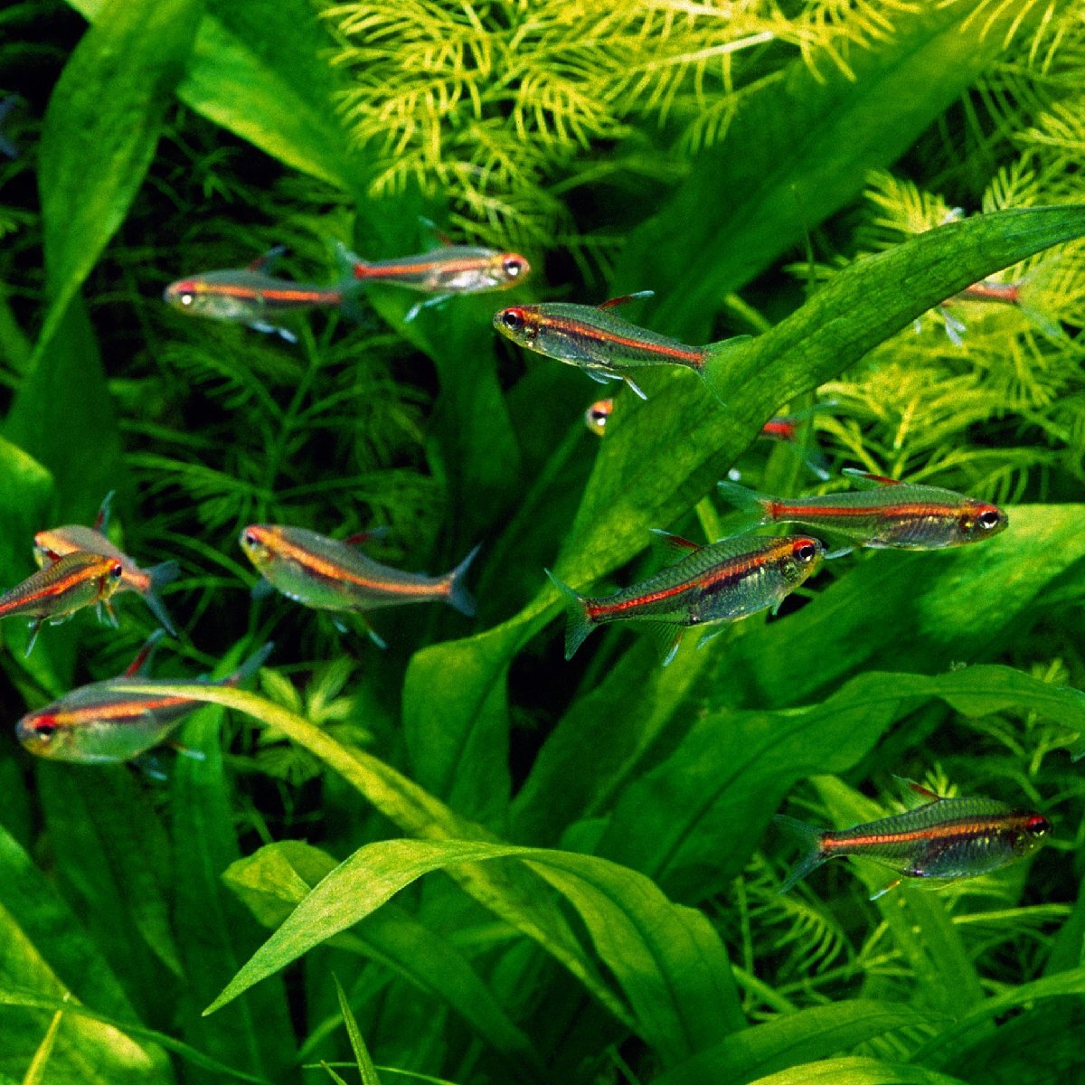  tropical fish g Rollei to Tetra S-M size 5 pcs female male designation un- possible 