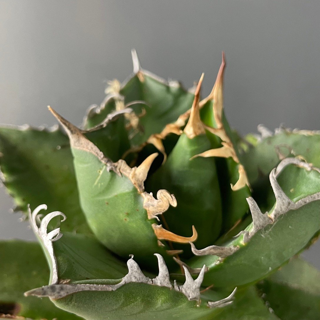 選抜 輸入株 チタノタ オテロイ 実生  15cm  米国産 | CACTUS.TOKYO の画像4